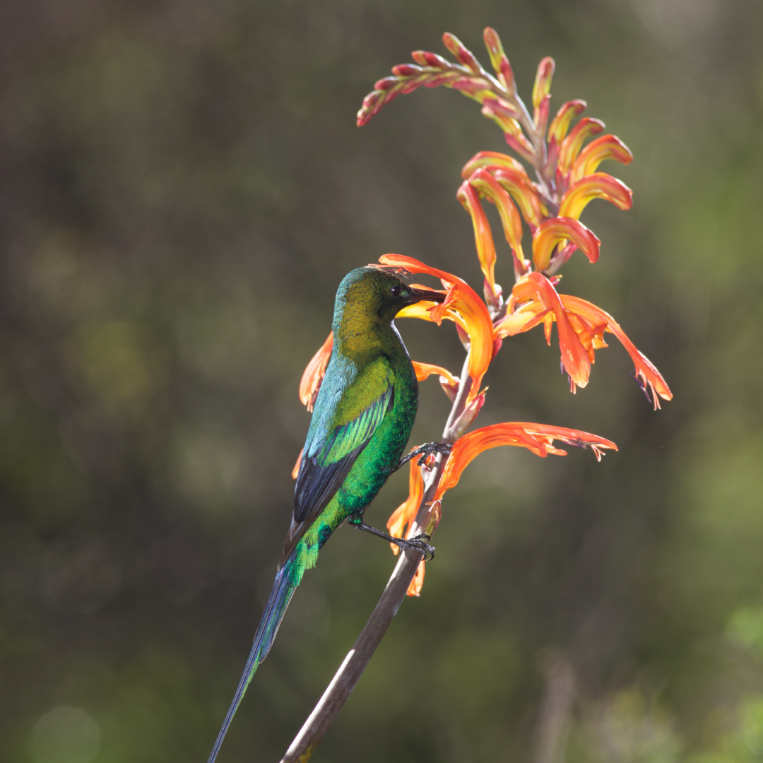 Rewilding Hearts and Habitats: Introducing Ingcungcu Sunbird Restoration