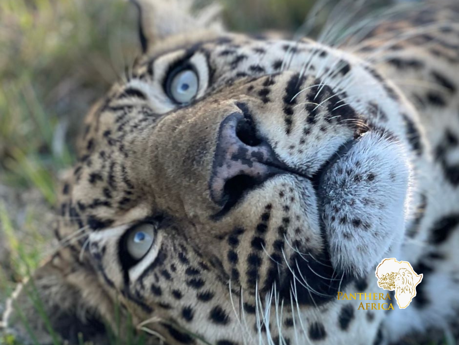 Panthera Africa Big Cat Sanctuary
