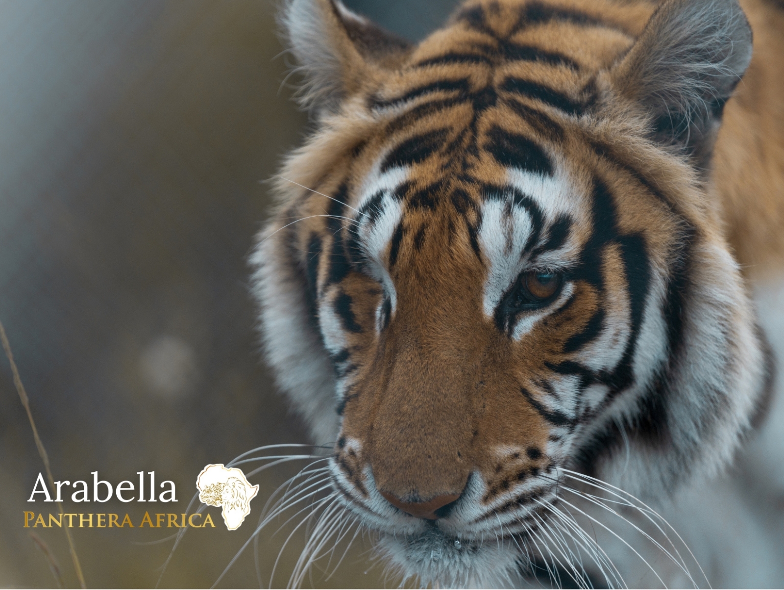 Panthera Africa Big Cat Sanctuary
