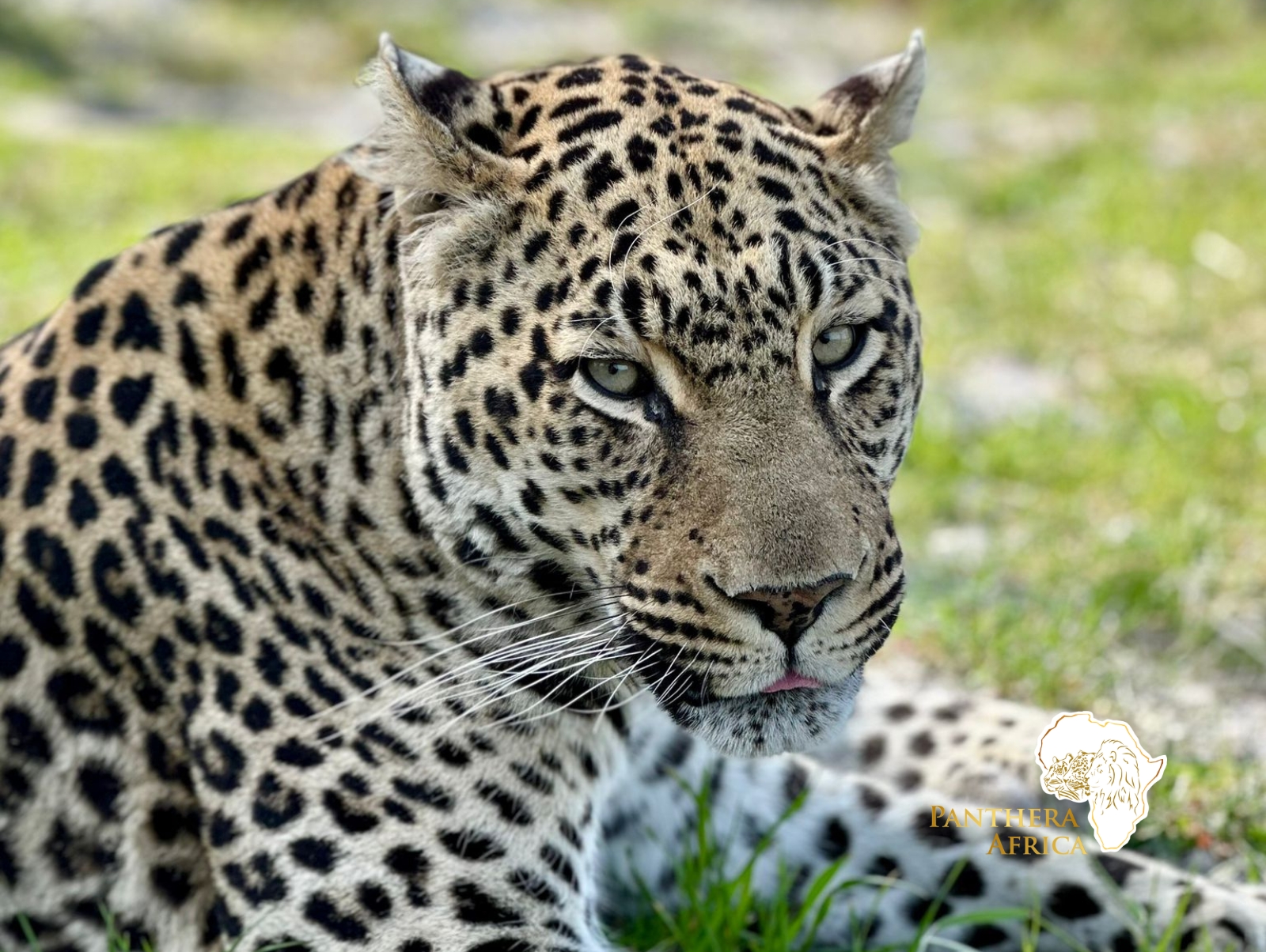Panthera Africa Big Cat Sanctuary