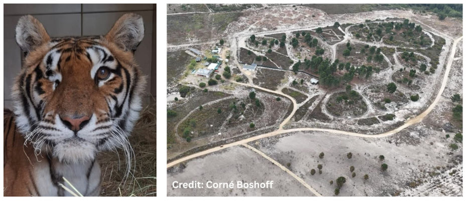 Out of the Ashes: Emergency Support for Panthera Africa 1 Out of the ashes 1