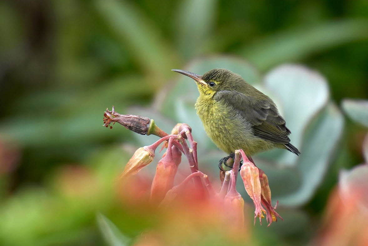 Sunbird Stepping Stones Indigenous Gardens to Support Sunbirds and Outdoor Education