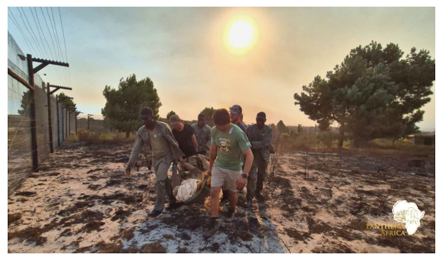 Out of the Ashes: Emergency Support for Panthera Africa 2 out of the Ashes 2