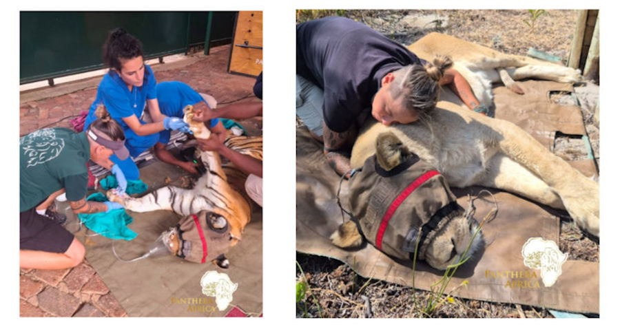 Out of the Ashes: Emergency Support for Panthera Africa 3 out of the Ashes 34