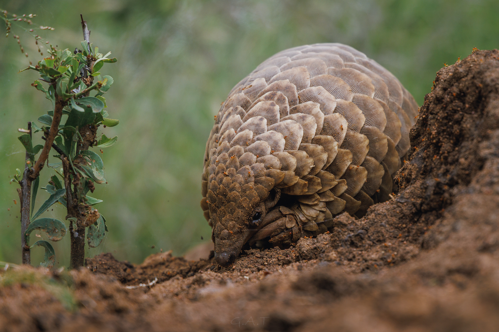 Pangolin Conservation in Africa