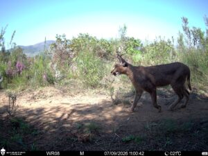 Caracal walking through indigenous fynbos vegetation in the Western Cape, captured by a Wild Restoration trail camera.