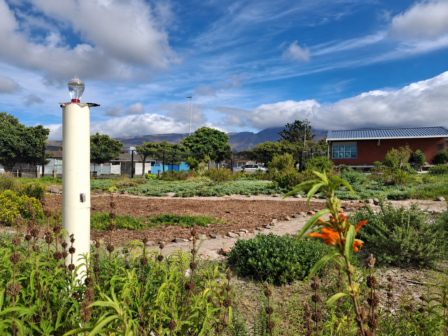 Fynbos community garden showcasing habitat restoration in Africa