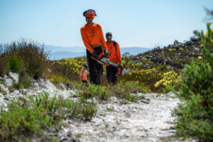 Wild Restoration team members carrying chainsaws through indigenous fynbos vegetation during habitat restoration work in South Africa.